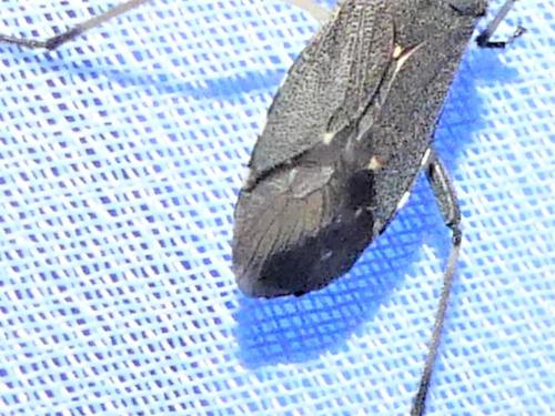 Dicranocephalus sp.